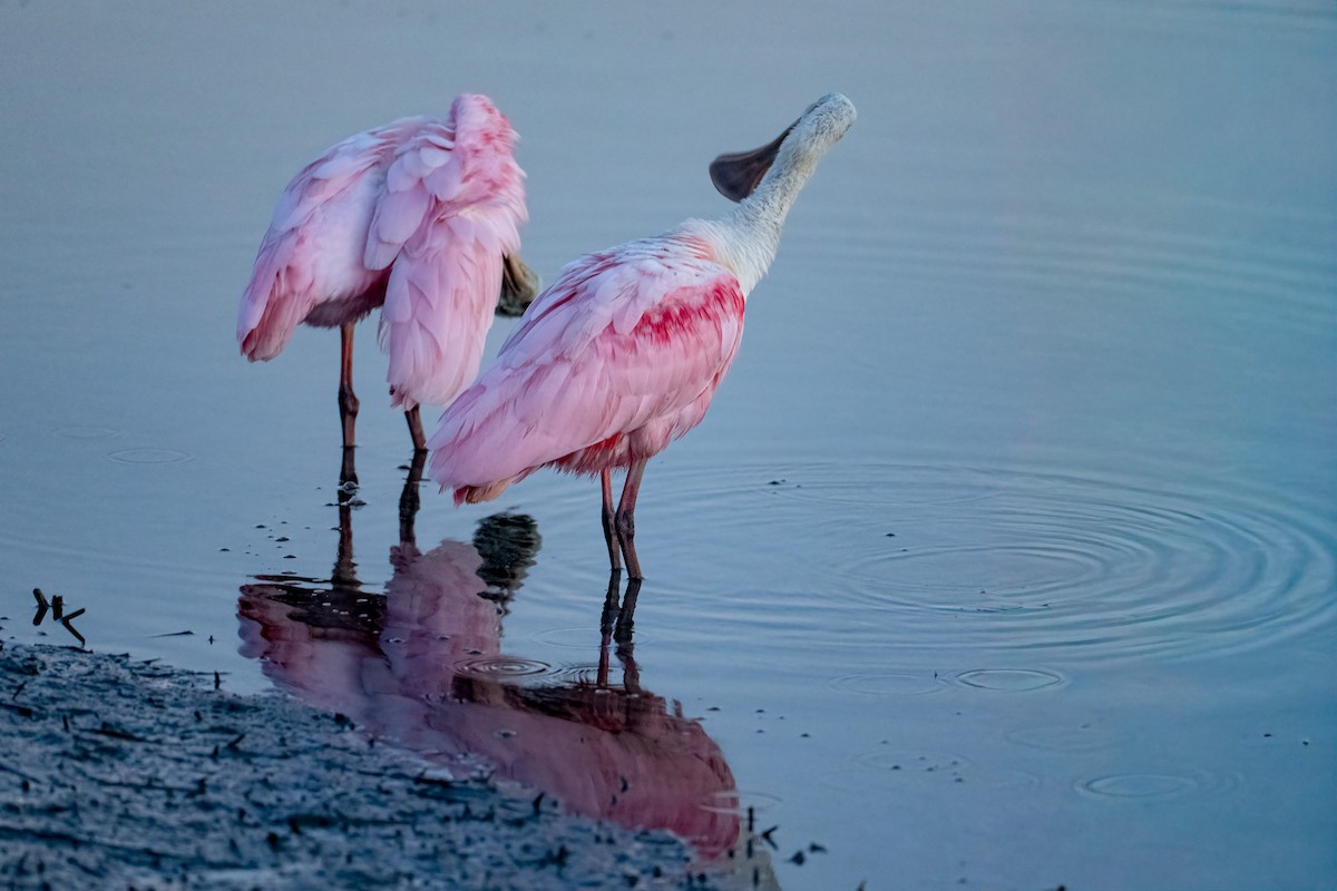 Roseate Spoonbill - ML644229799