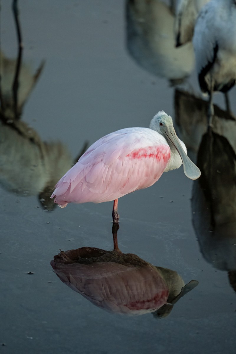Roseate Spoonbill - ML644229800