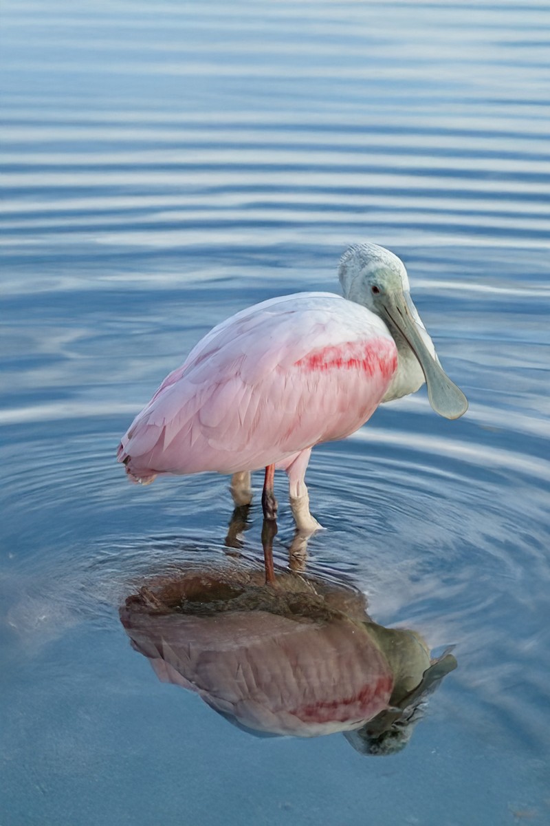 Roseate Spoonbill - ML644229801