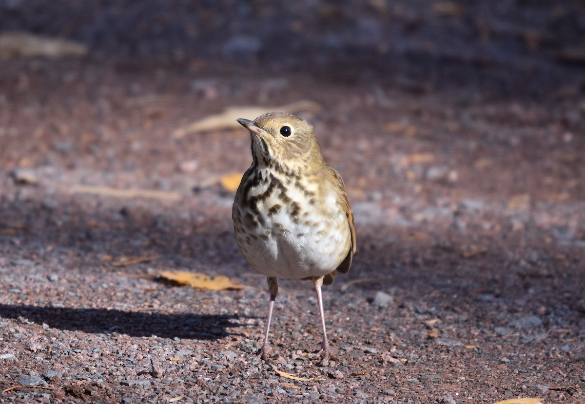 Hermit Thrush - ML644229811