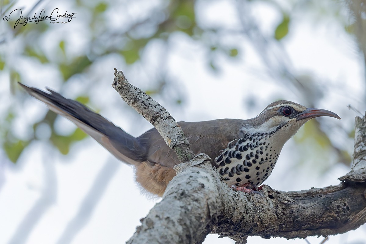Mesito Monias - ML644229837