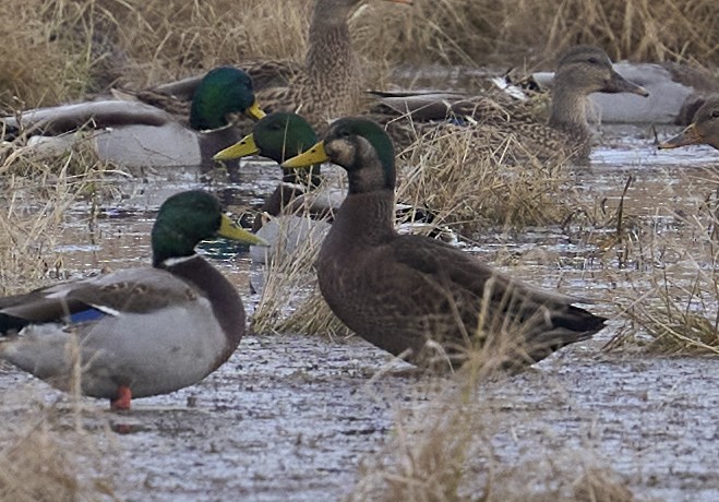 Basahatea x Ahate iluna (hibridoa) - ML644229847