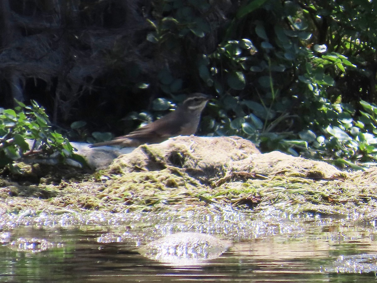 Buff-winged Cinclodes - ML644229851