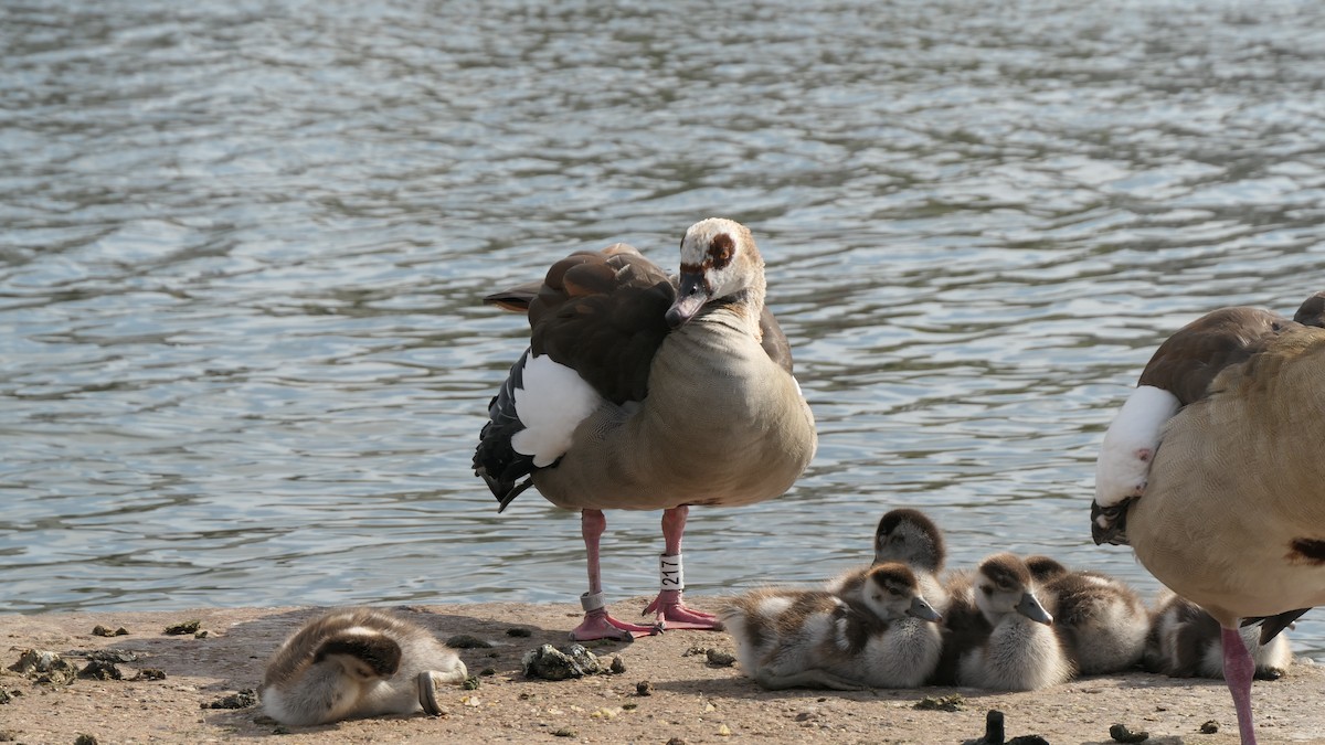 Egyptian Goose - ML644229854