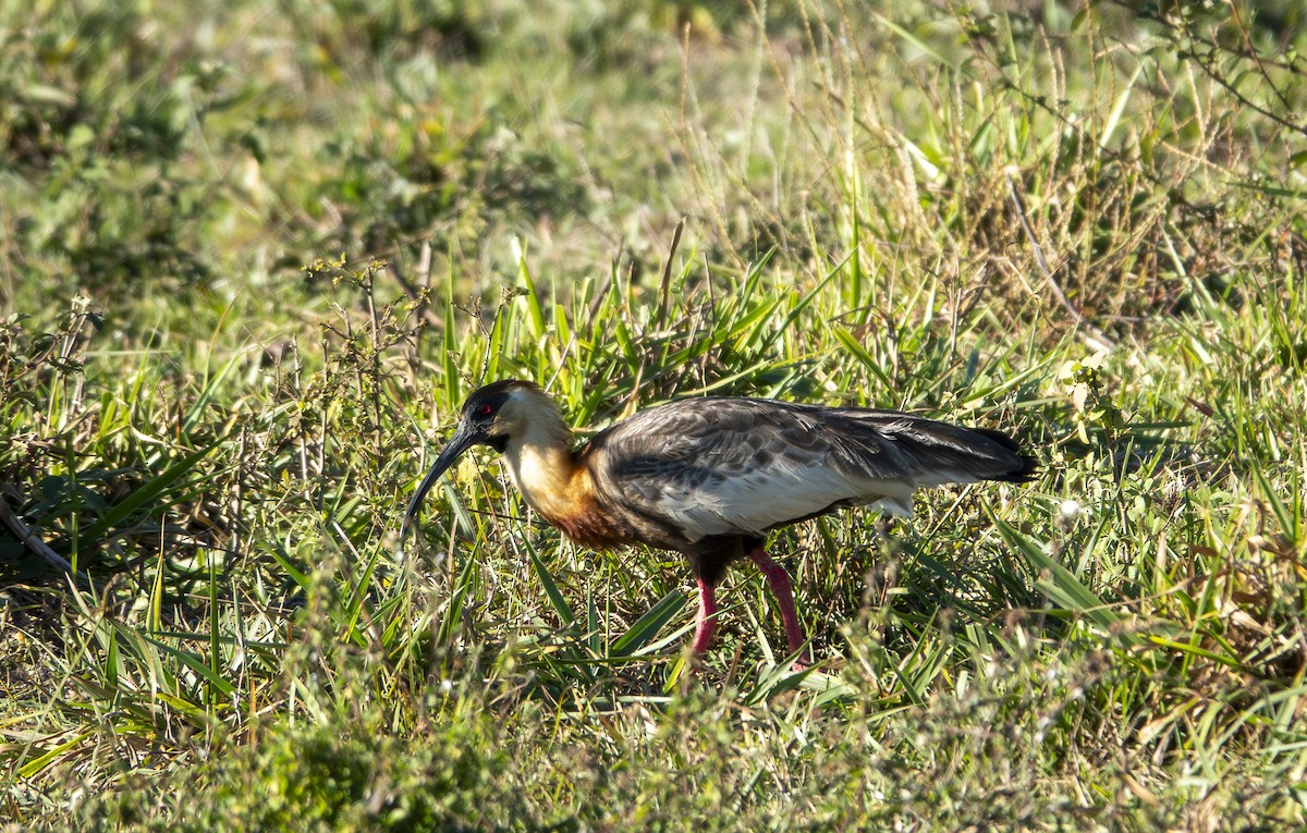 Buff-necked Ibis - ML644229864
