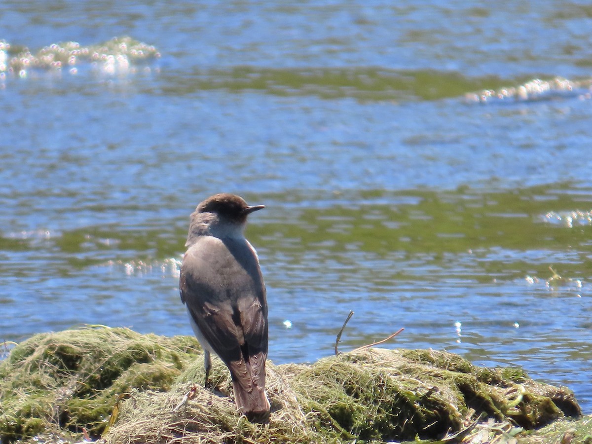 Dark-faced Ground-Tyrant - ML644229877