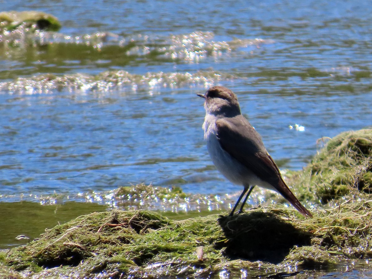 Dark-faced Ground-Tyrant - ML644229878