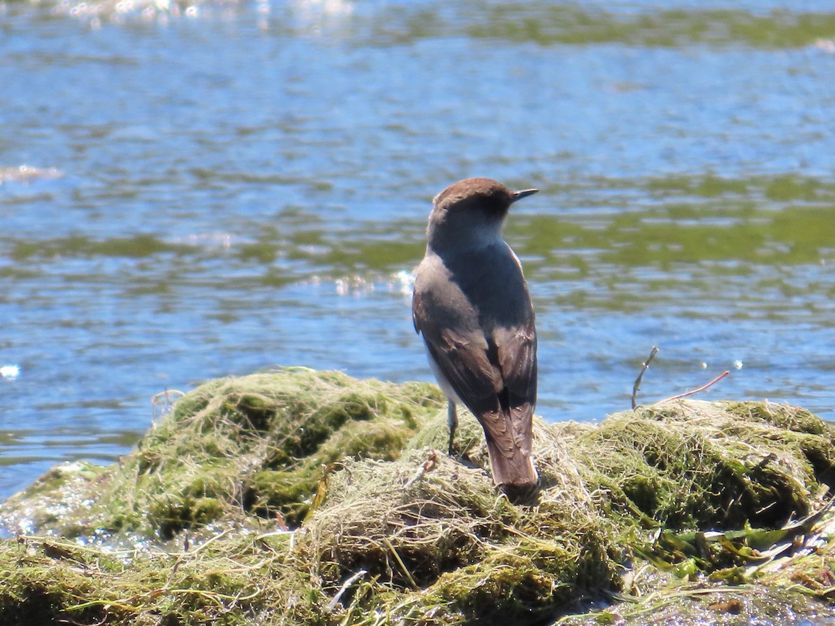 Dark-faced Ground-Tyrant - ML644229879
