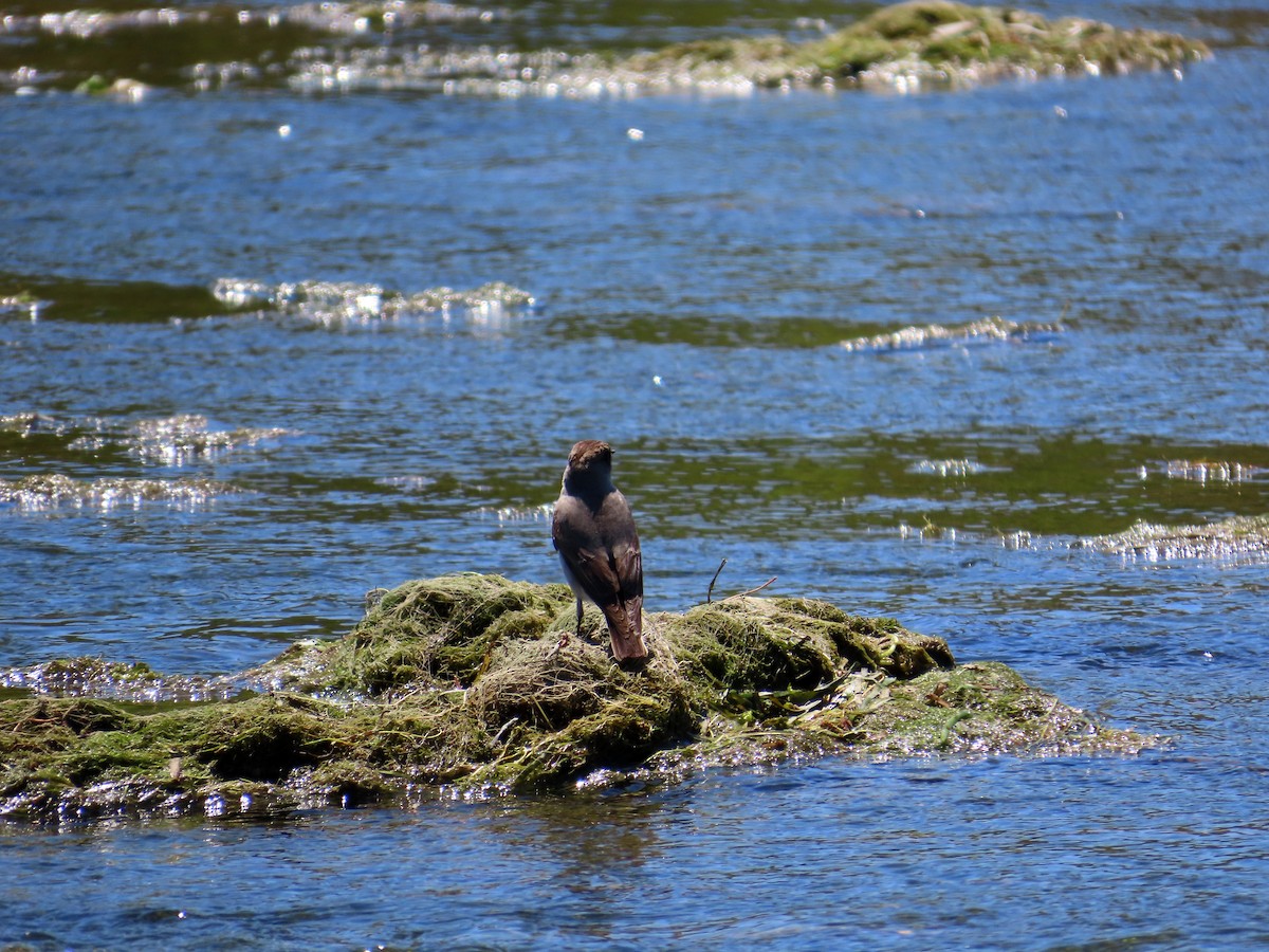 Dark-faced Ground-Tyrant - ML644229880