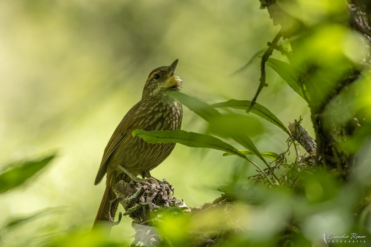 Buff-browed Foliage-gleaner - ML644229901