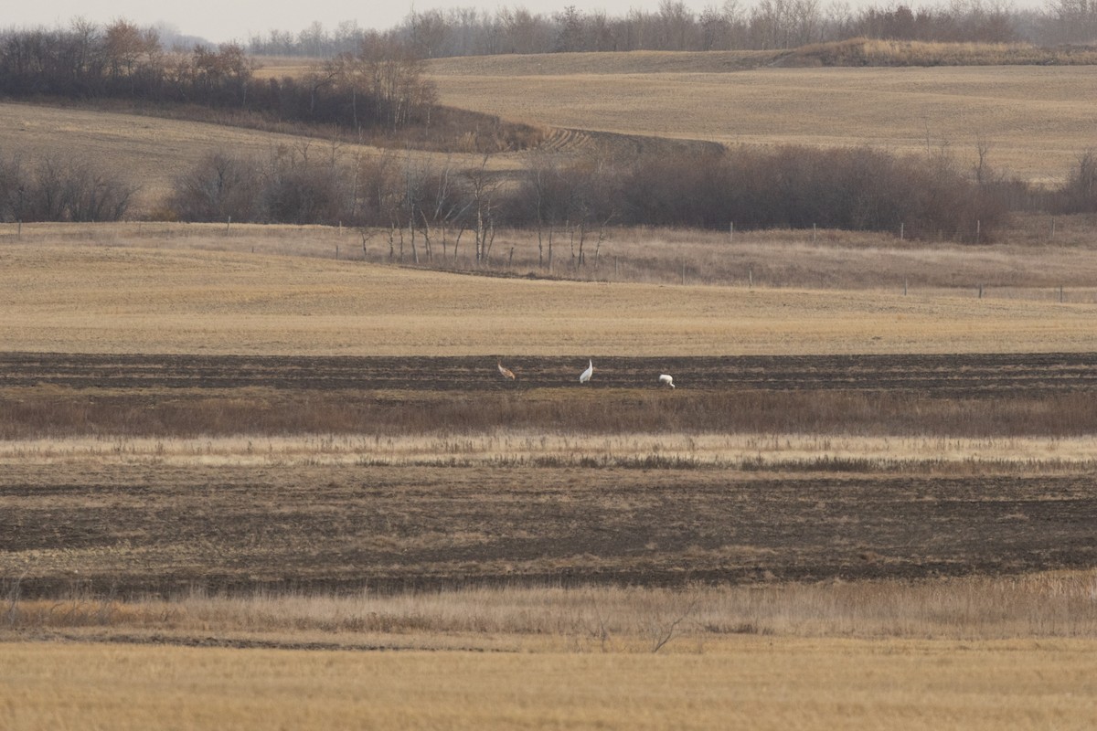 Kurrilo zuria - ML644229902