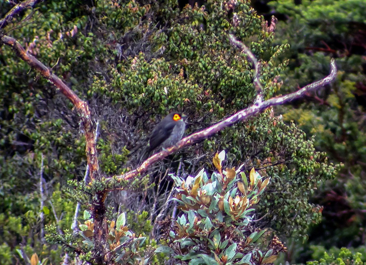 røykhonningeter - ML644229908