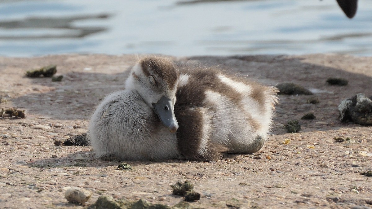 Egyptian Goose - ML644229911
