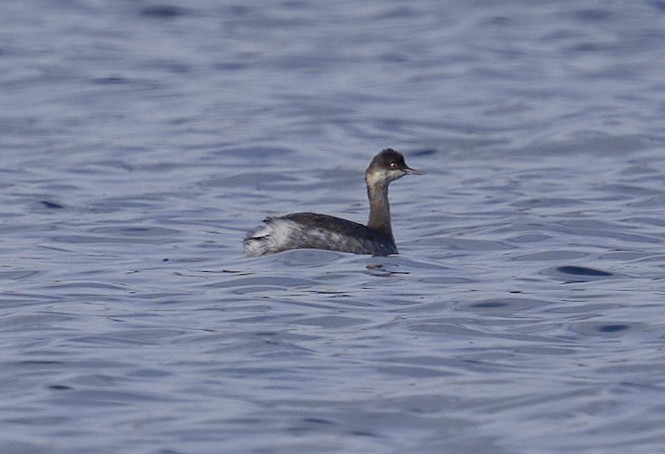 Txilinporta lepabeltza - ML644229913