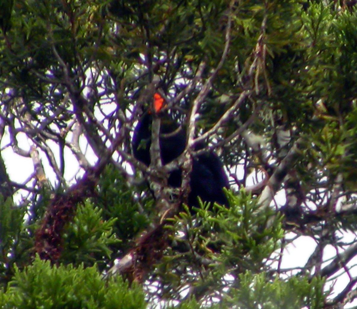 gulskjermhonningeter - ML644229923