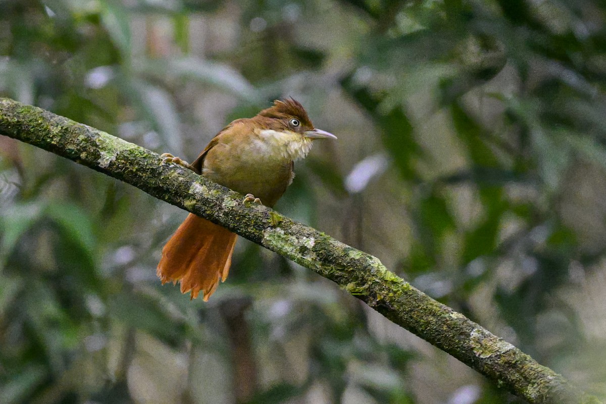 Філідор-лісовик білоокий - ML644229931