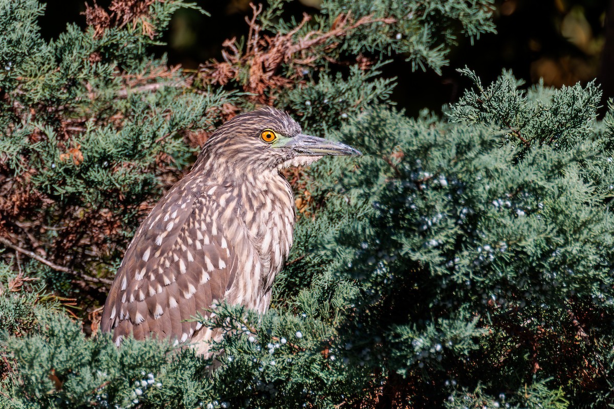 Black-crowned Night Heron - ML644229937