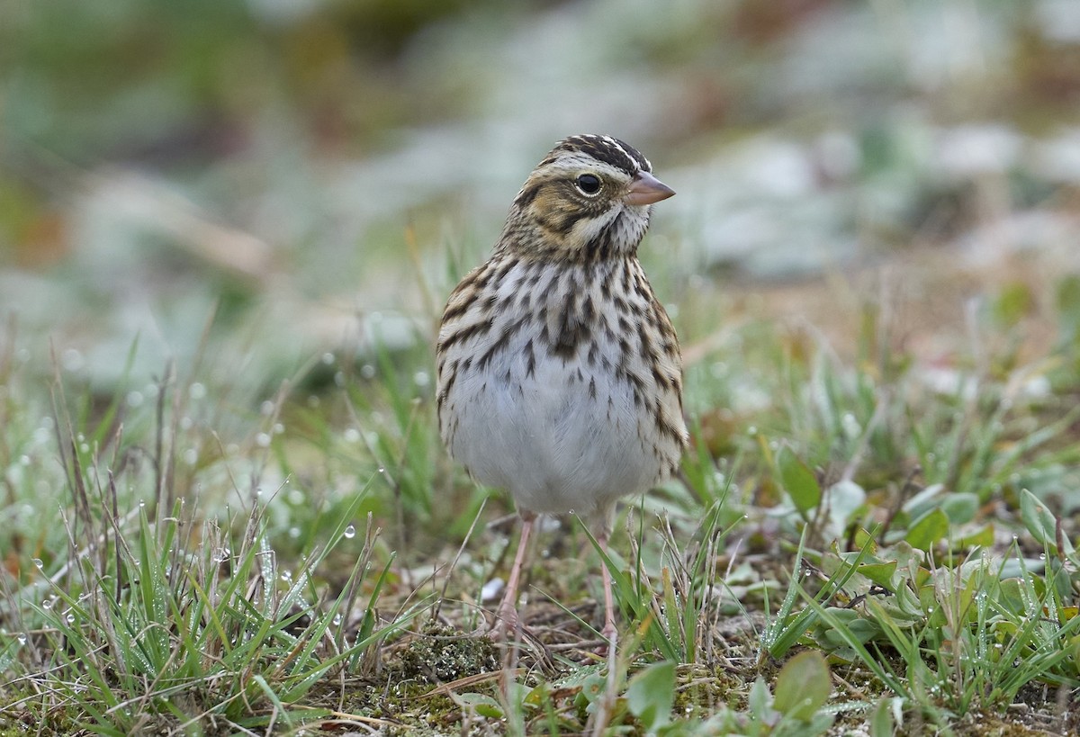 Savannah Sparrow (Savannah) - ML644229939