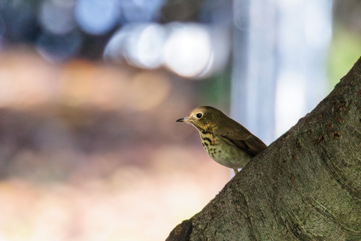 Hermit Thrush - ML644229946