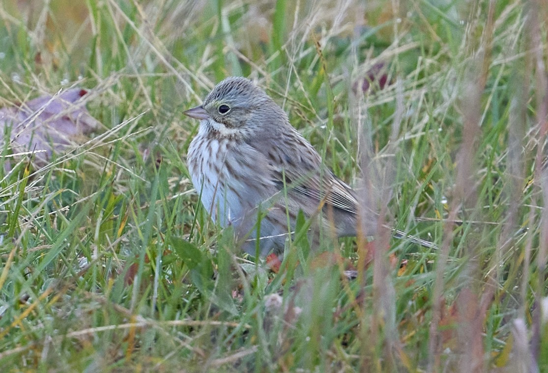 Savannah Sparrow (Ipswich) - ML644229950