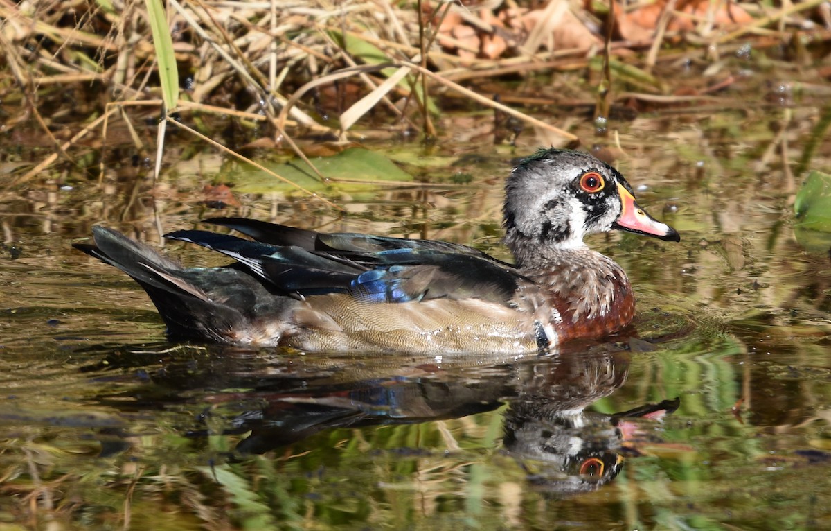 Wood Duck - ML644229954