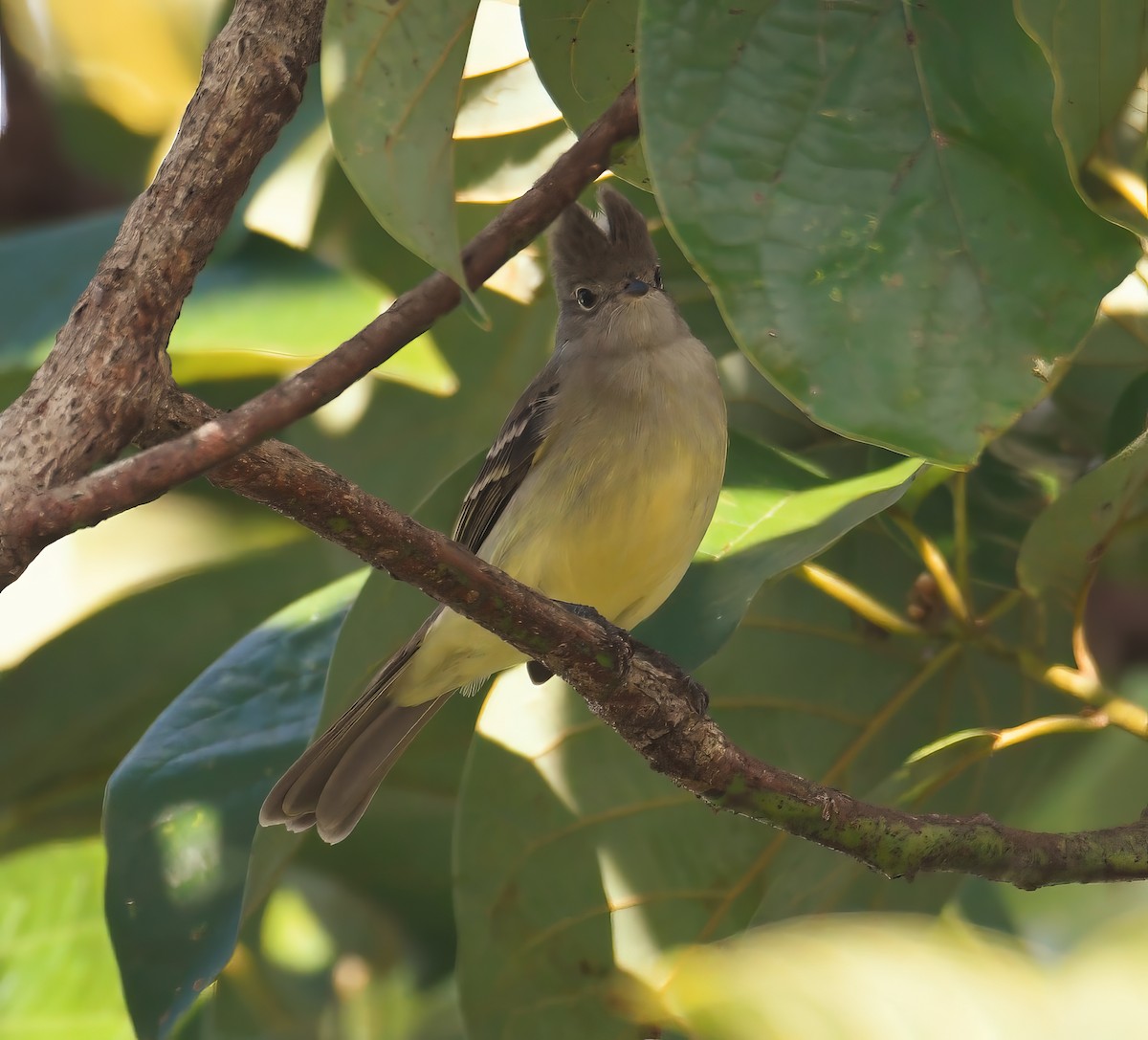 Yellow-bellied Elaenia - ML644229956