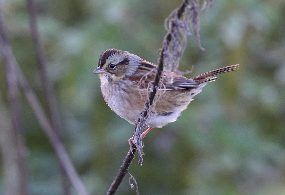 Swamp Sparrow - ML644229960