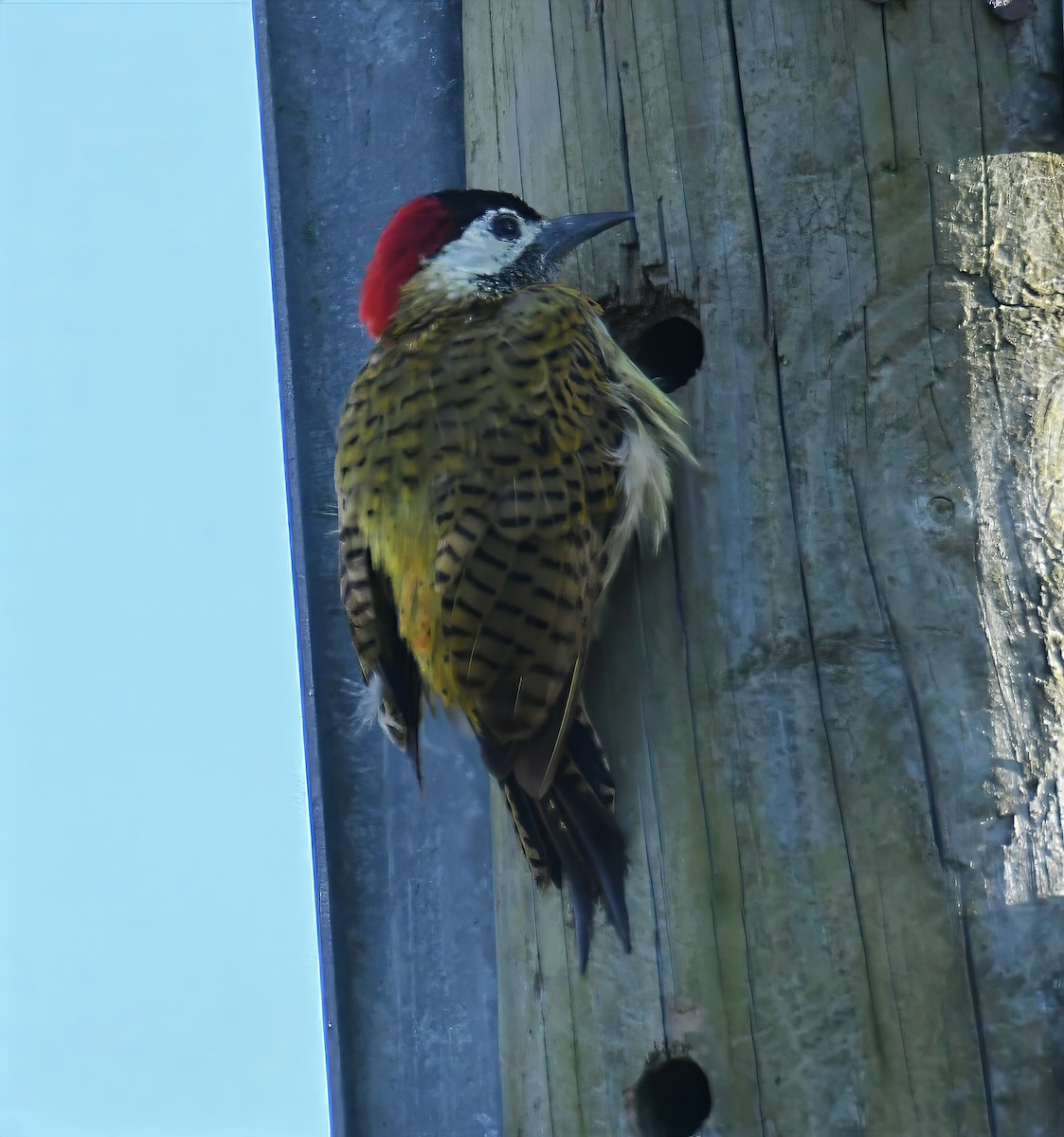 Spot-breasted Woodpecker - ML644229980