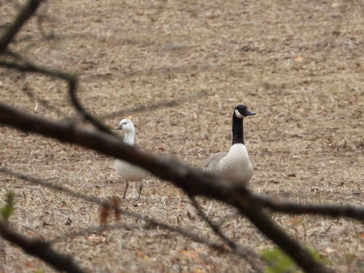 Ross's Goose - ML644229981