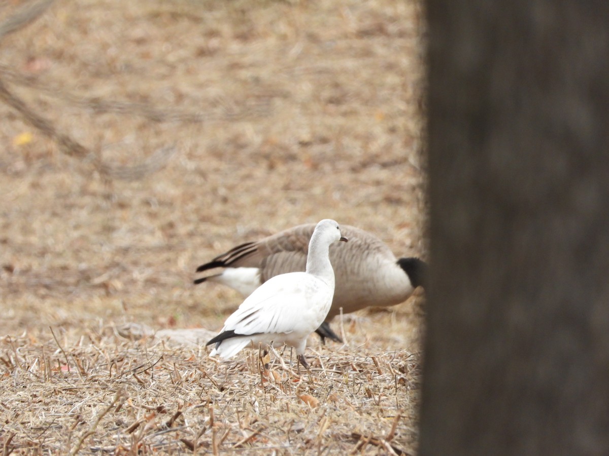 Ross's Goose - ML644229982