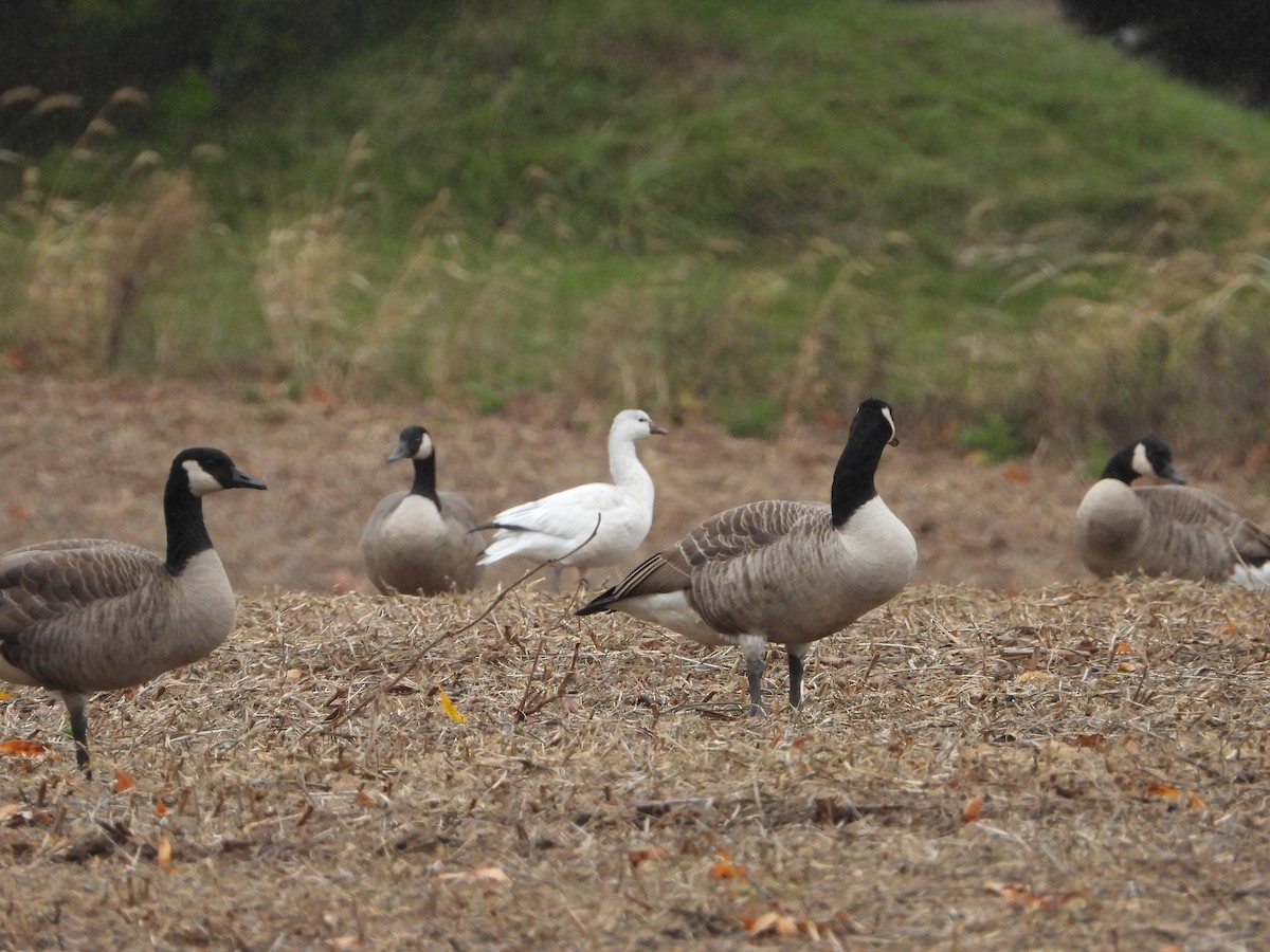 Ross's Goose - ML644229983