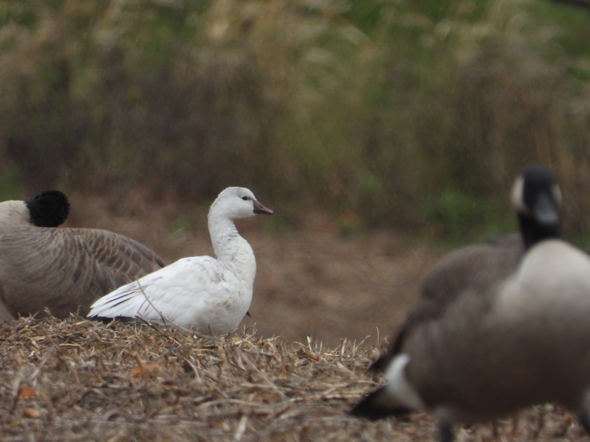 Ross's Goose - ML644229984