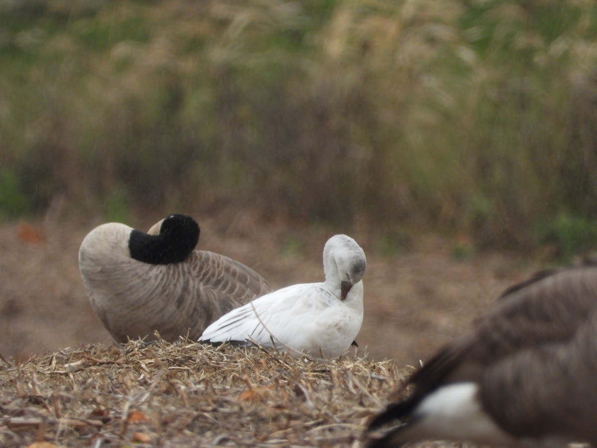 Ross's Goose - ML644229985