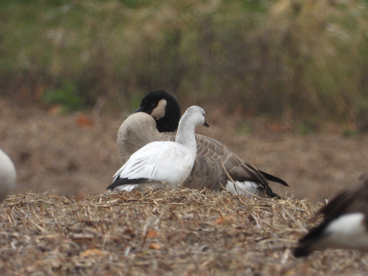 Ross's Goose - ML644229986