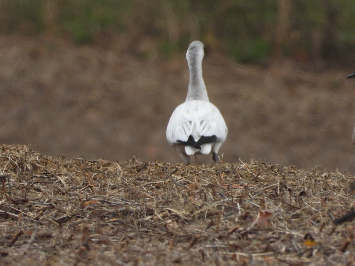 Ross's Goose - ML644229987