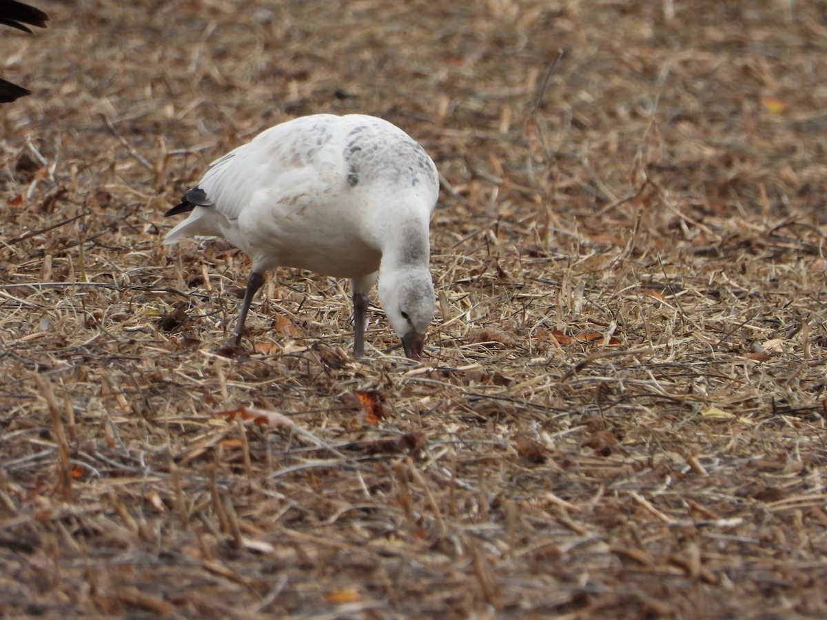 Ross's Goose - ML644229988
