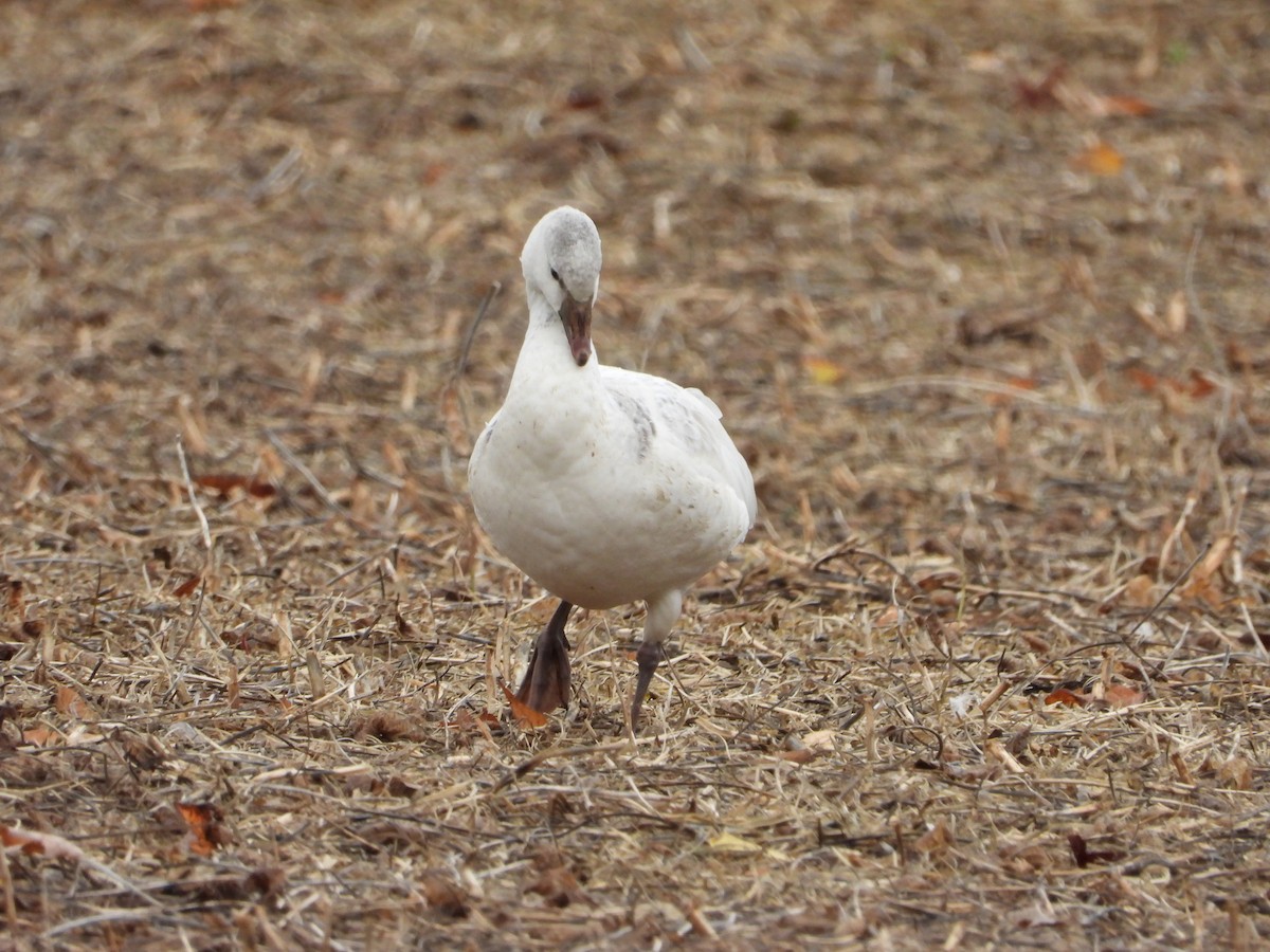 Ross's Goose - ML644229989