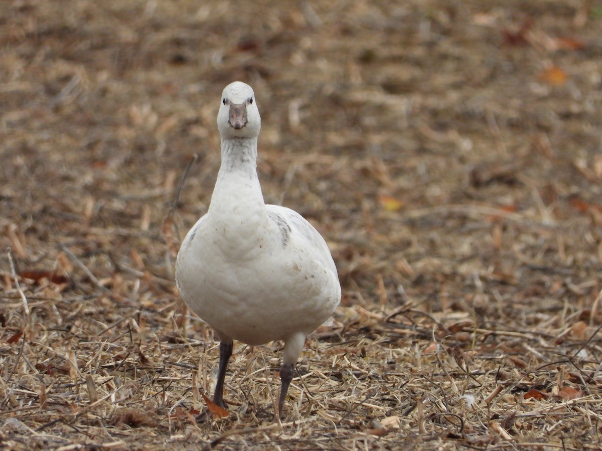 Ross's Goose - ML644229990