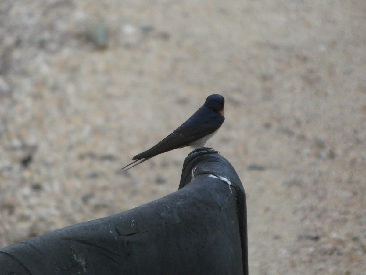 Welcome Swallow - ML644230002