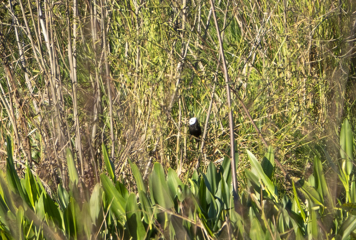 White-headed Marsh Tyrant - ML644230038