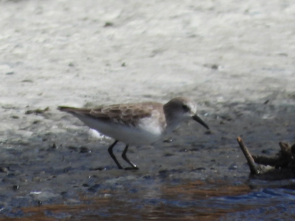 Bécasseau minute - ML644230042