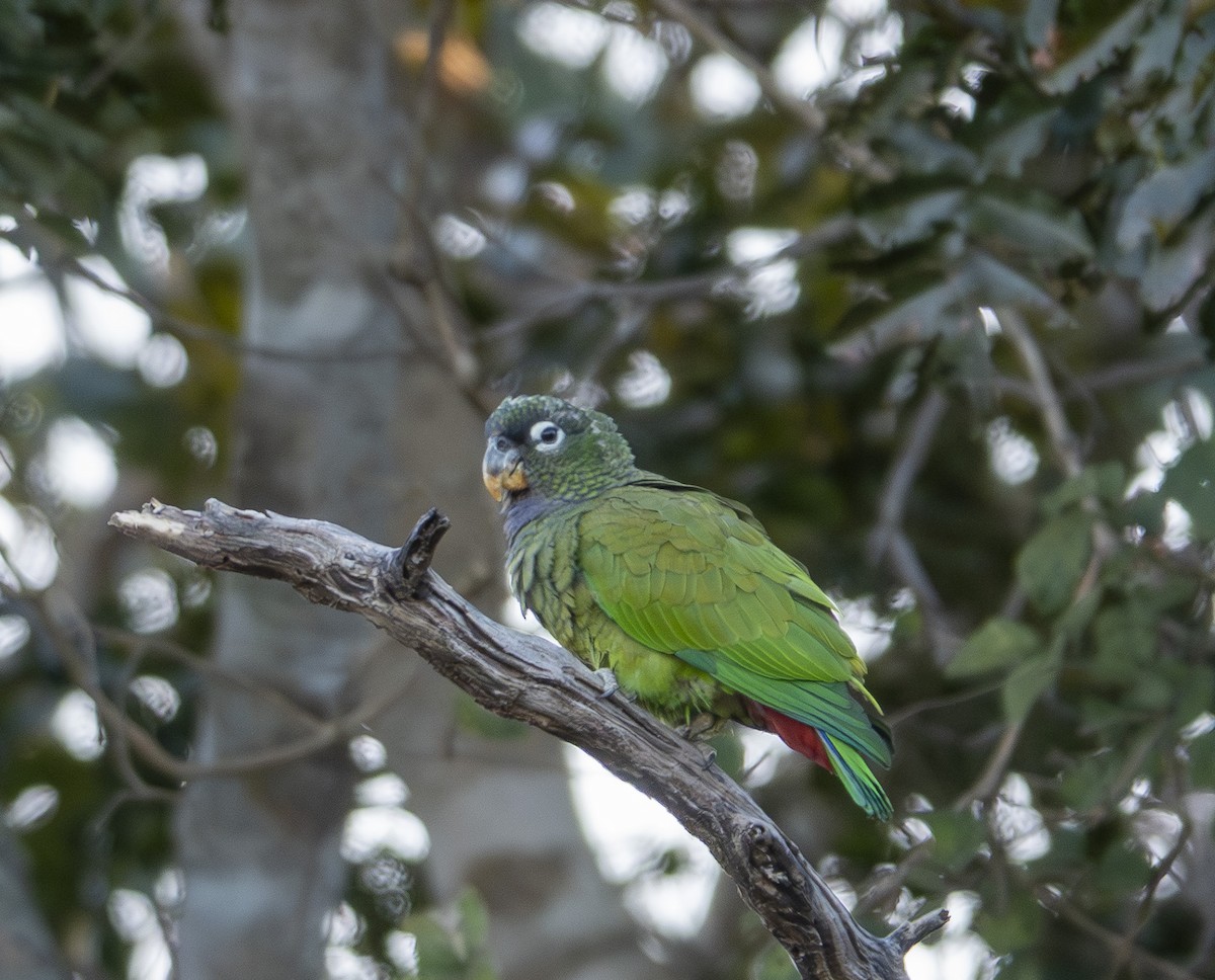 Loro Choclero - ML644230045