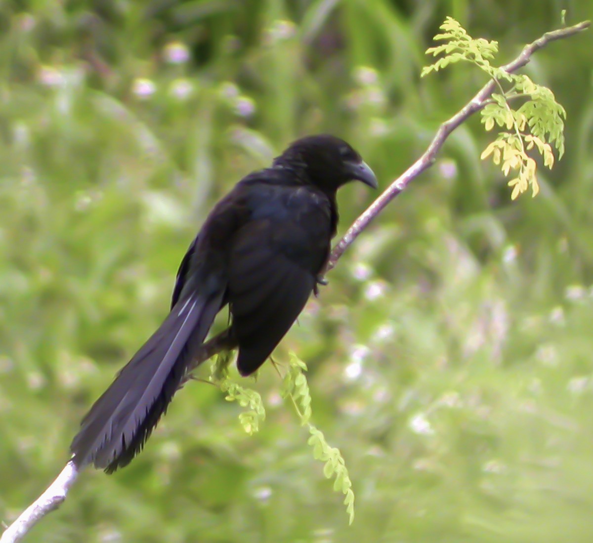 Lesser Black Coucal - ML644230053