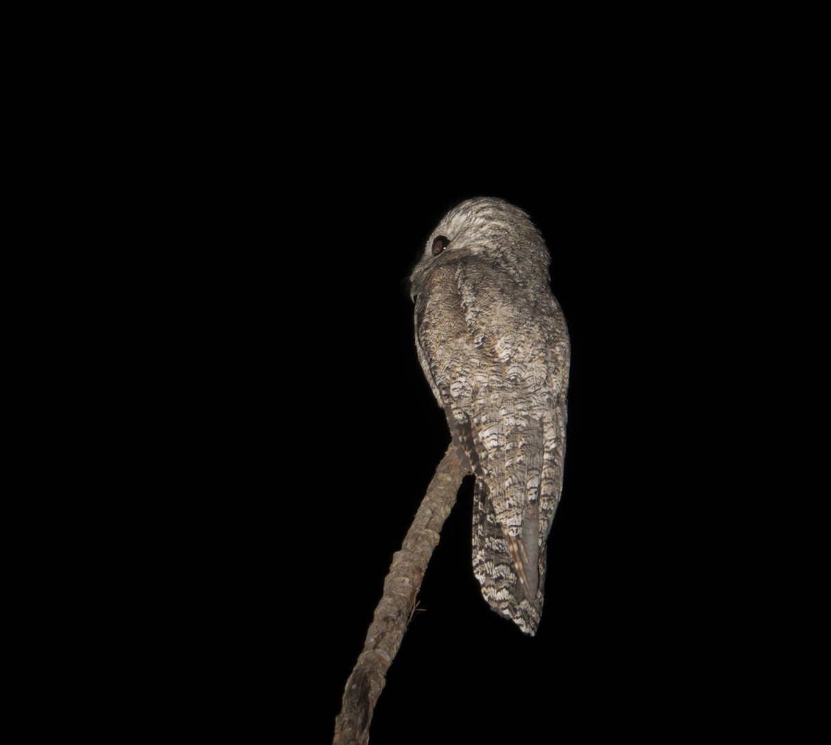 Great Potoo - ML644230067