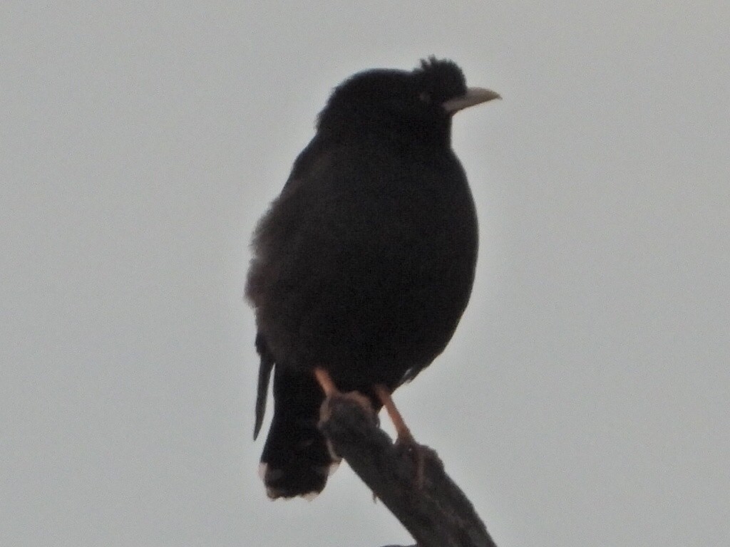 Crested Myna - ML644230068