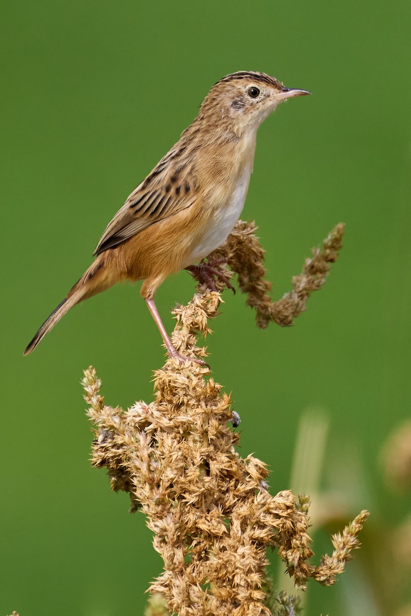 Zitting Cisticola - ML644230095