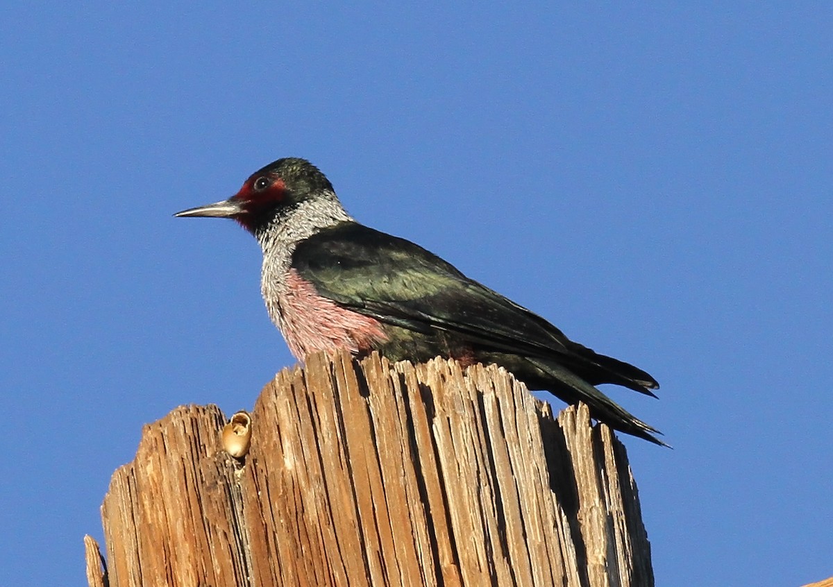 Lewis's Woodpecker - ML644230096