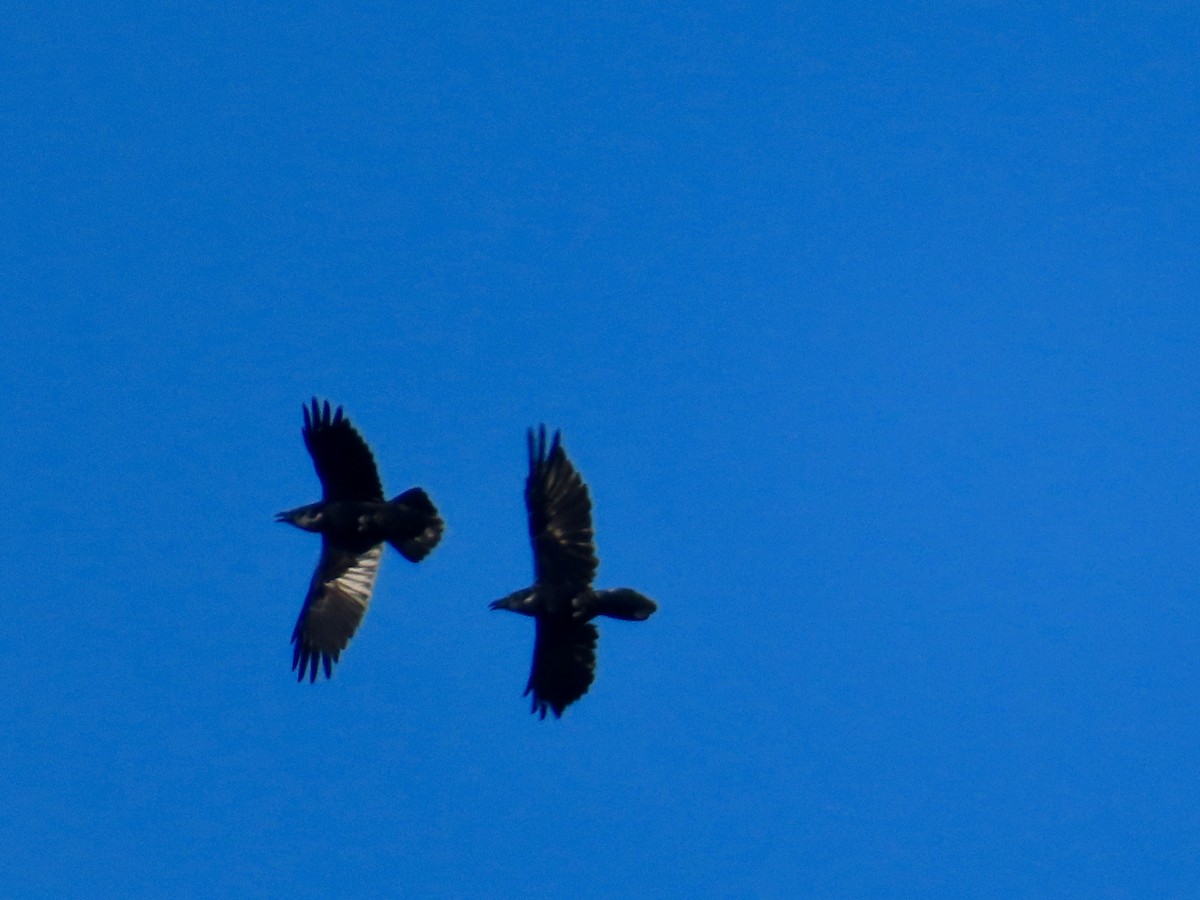 Grand Corbeau - ML644230105
