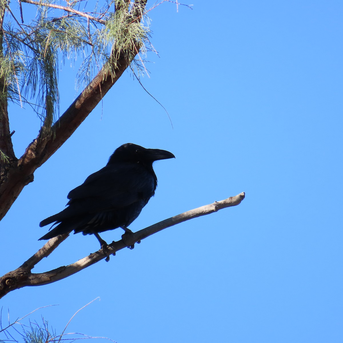 Grand Corbeau - ML644230113