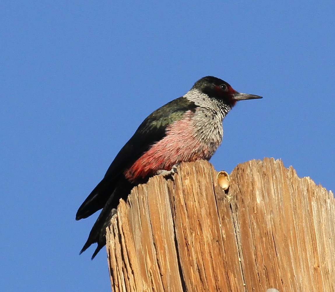 Lewis's Woodpecker - ML644230114
